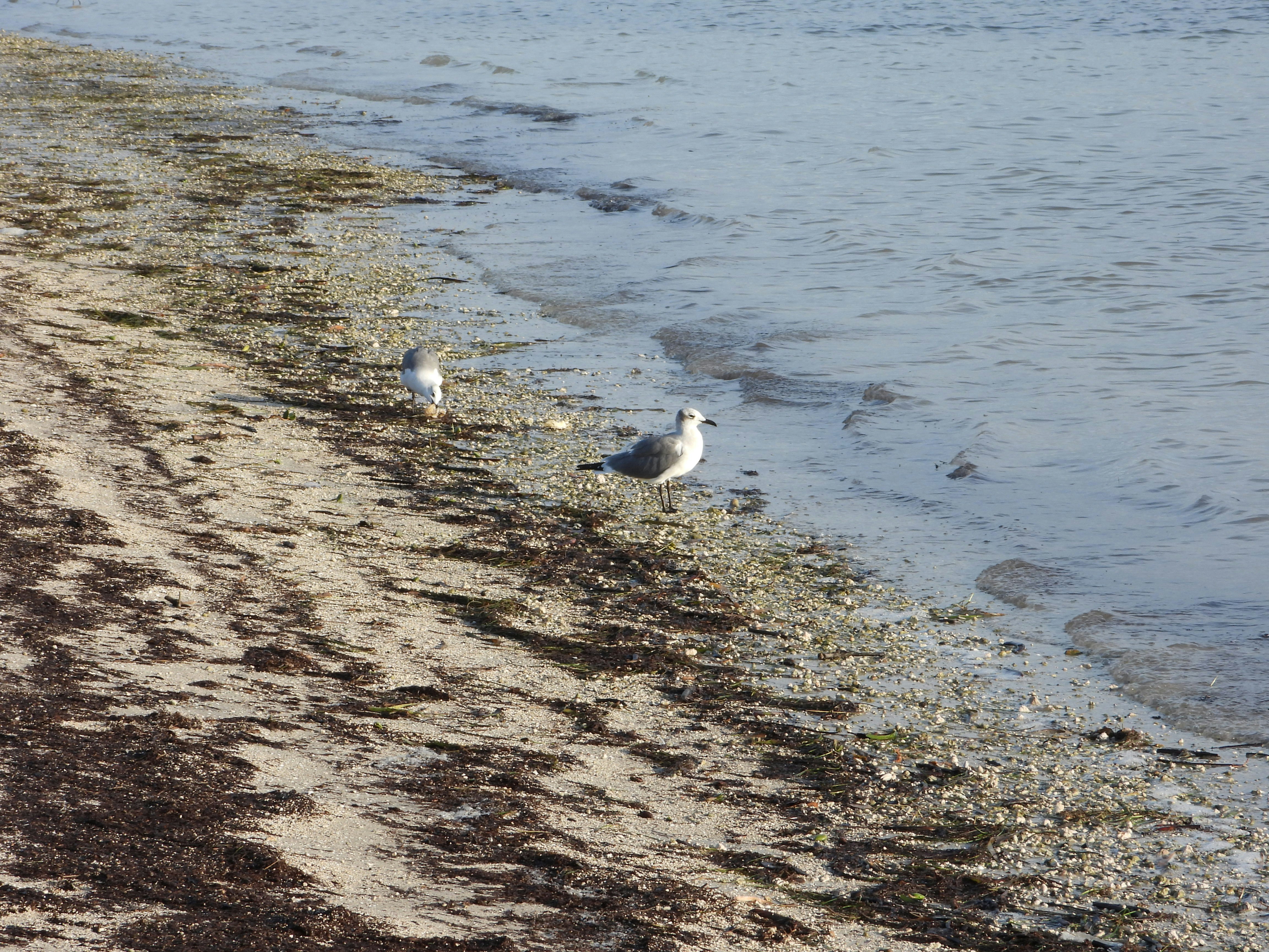 Strandkant vid havet med två fiskmåsar som pickar.