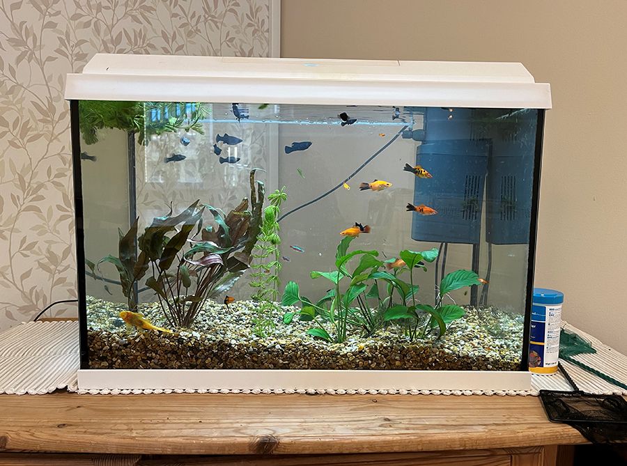 Akvarium med fiskar i olika färger.