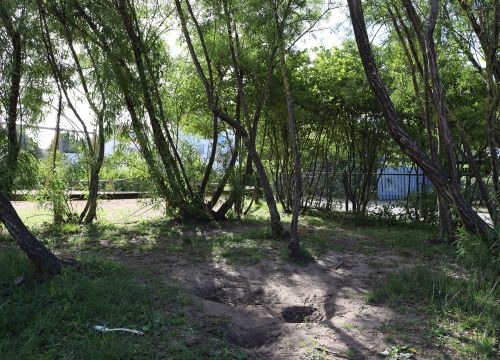 Stigar och gångar bland träd