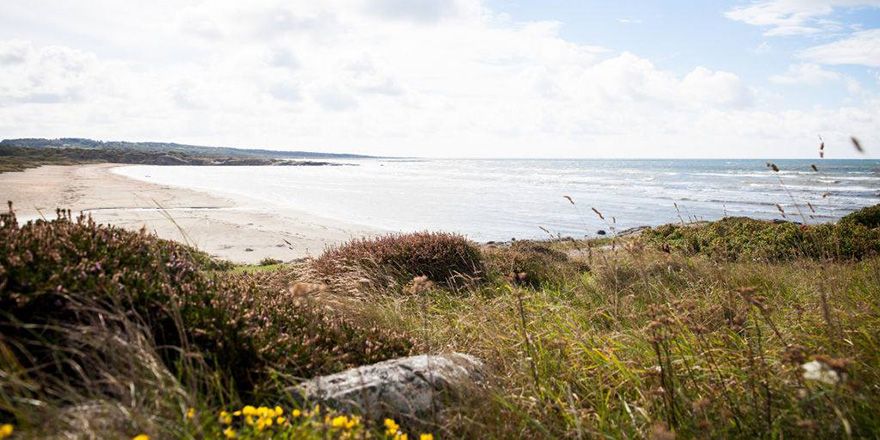 Strand i bukt med ljungplantor, stenar och gräs i förgrunden (Ugglarp strand)