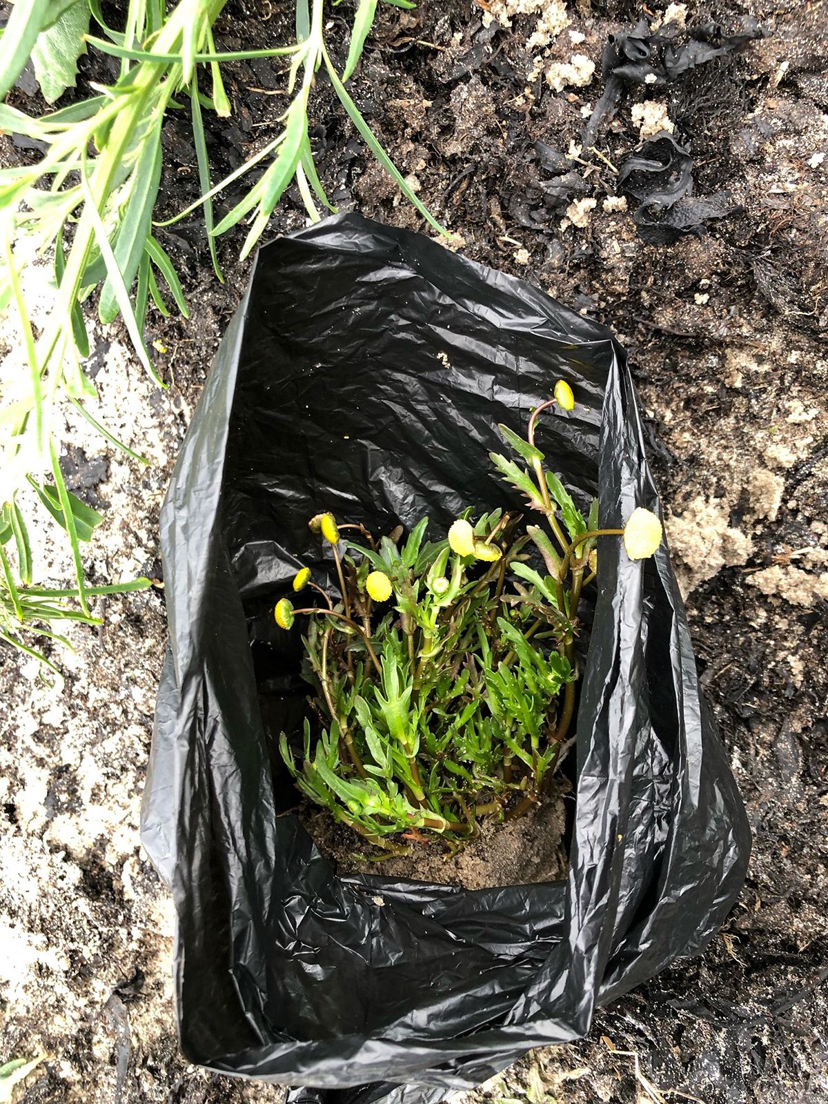 En planta av växten kotula i en påse.