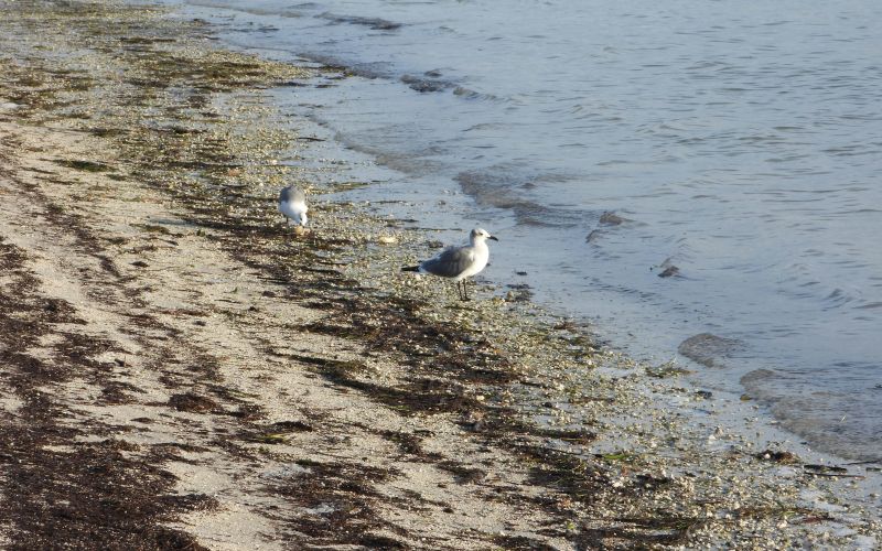 Strandkant vid havet med två fiskmåsar som pickar.