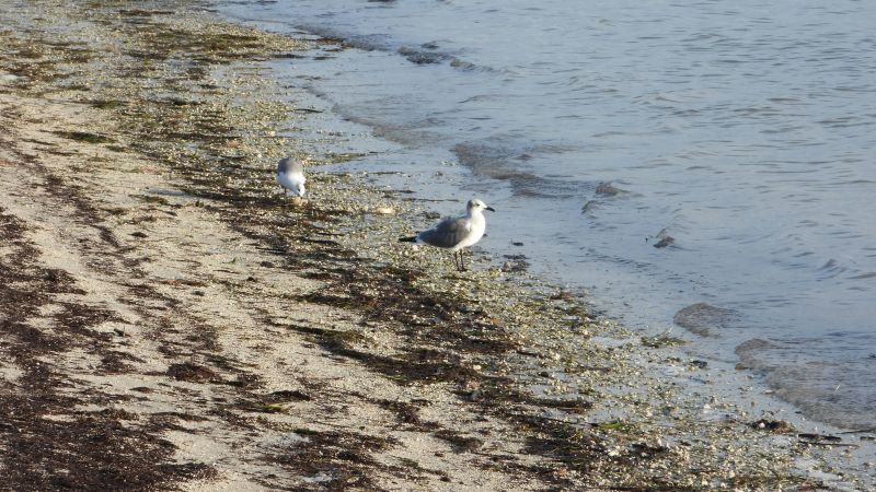 Strandkant vid havet med två fiskmåsar som pickar.