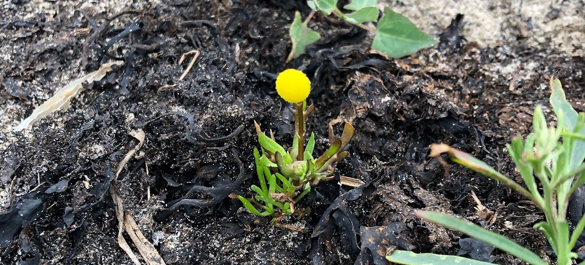 Växten kotula som växer på en strand. Den är gul och har små, tjocka blad.