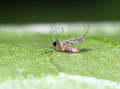 Liten insekt på på ett grönt löv, nyttodjuret Aphidoletes aphidimyza